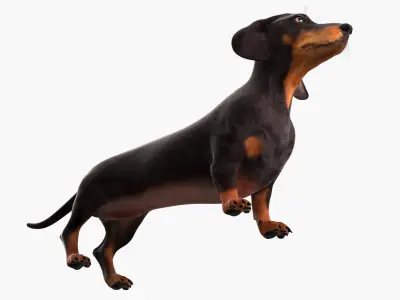  Domestic Wiener Dog with Short Legs Black 