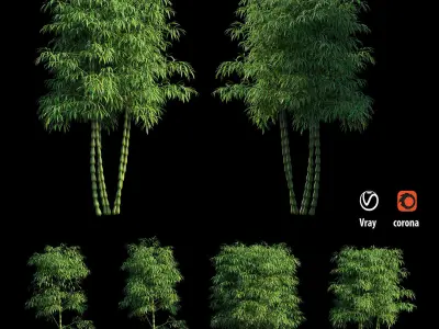 Bambusa ventricosa 02 3D model