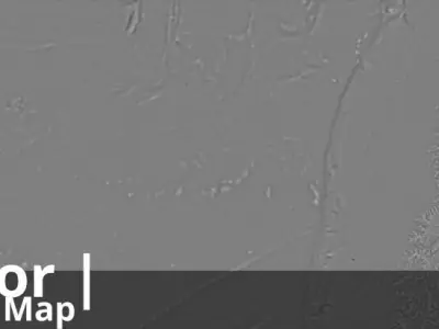 Ecuador Occlusion Thickness Cavity Curvature Direct 10k Maps Texture