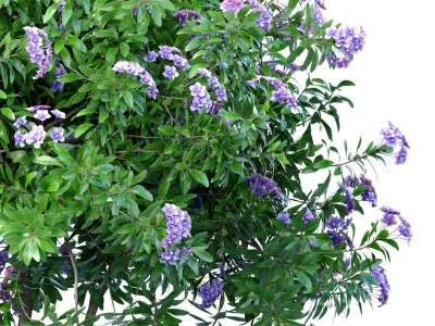 Decorative indoor Jacaranda tree with lilac flowers rattan pot 3D model