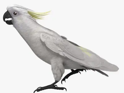  Cacatua Galerita 'Sulphur-crested Cockatoo Parrot' 