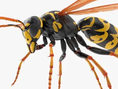  Flying Insects Rigged Collection 5 