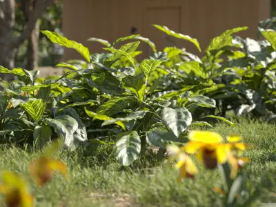 Maxtree Plant Models Vol 96 - Mesh 3D model