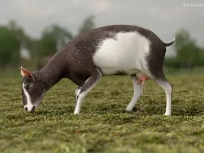  Domestic Goat Rigged for Blender 