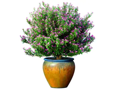 Decorative flowering tree shrub flowerpot Provence style lilac 3D model
