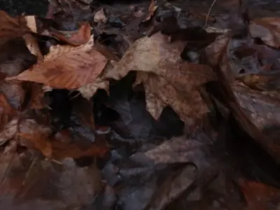 Muddy autumn forest floor  Free 3D model