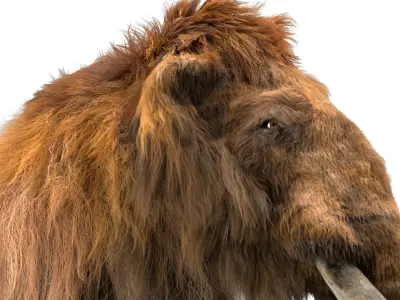  Mammoth Anatomy (Fur) 