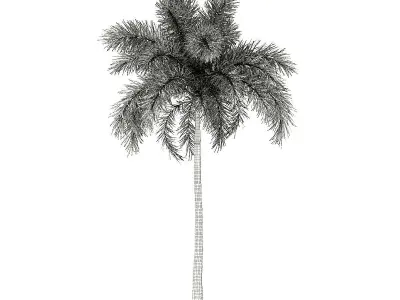 Foxtail Palm Tree 3D Model 10m 3D model