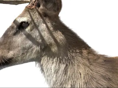  DeerFurAnimatedRigged 3D 