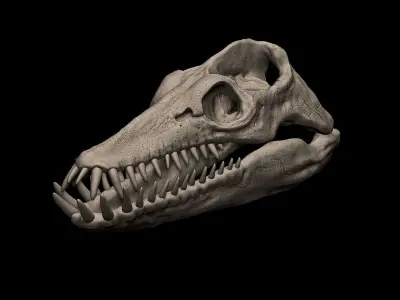 Elasmosaurus Skull 3D print model