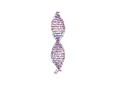DNA Molecule v4 006 3D model