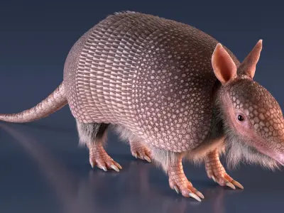  Armadillo Pink Fur for Cinema 4D 