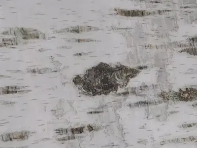 Natural White Birch Tree Bark PBR Seamless Texture