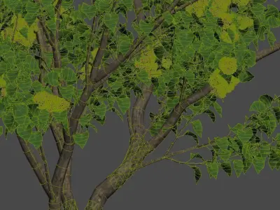 Lilac Syringa vulgaris Nr3 - Tree 3D model