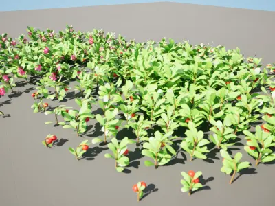 Arctostaphylos Massachusetts Hybrid plants Free 3D model
