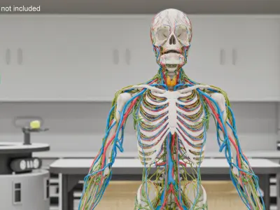  Human Circulatory and Nervous System Anatomy 