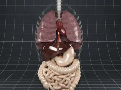 Anatomy Internal Organs 02 3D model