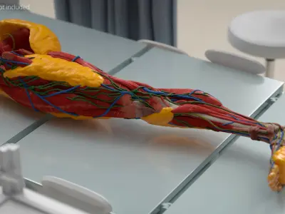  Human Fat Layer Anatomy 