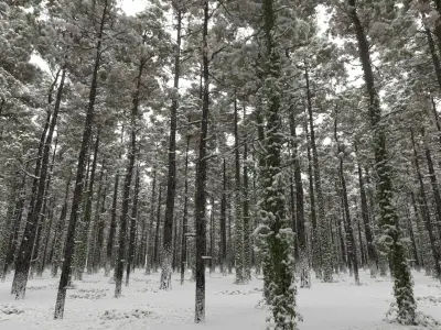  Pine Forest 