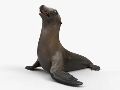  California Sea Lion Walking Animated Rigged for Maya 