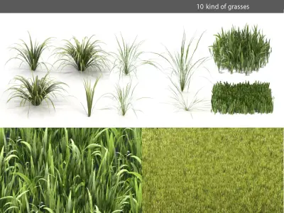 Grass garden - grasses 3D model