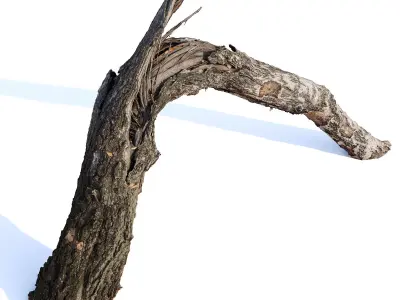 Broken birch Low-poly 3D model