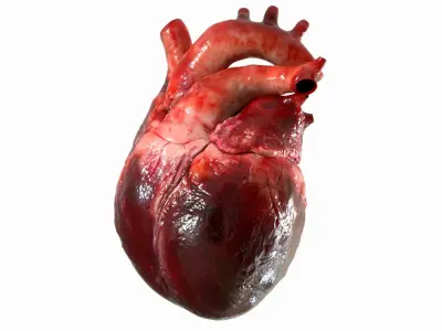  Human Heart Anatomy (Animation) 