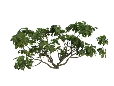 realistic tree 3D model