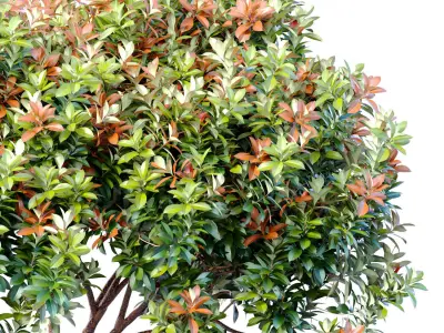 Decorative Evergreen Beautiful Garden Outdoor Tree Shrub 3D model purchase