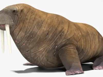  Walrus Rigged For Blender 