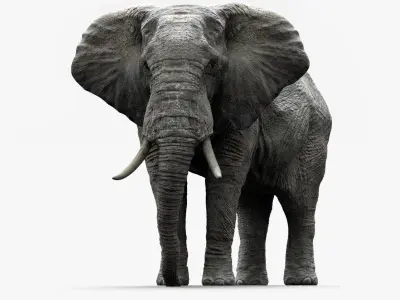  African Elephant (Animation) (Rigged) 