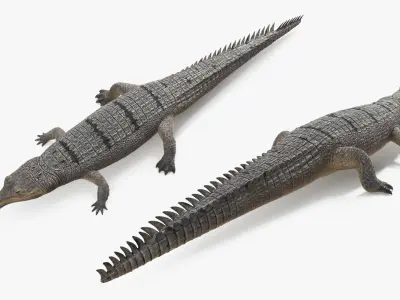  Long Snouted Gharial Crocodile 
