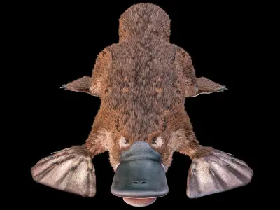  Platypus 8K PBR 