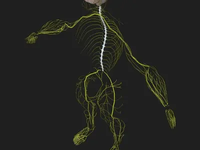 Human Central Nervous System with Skeleton 3D model