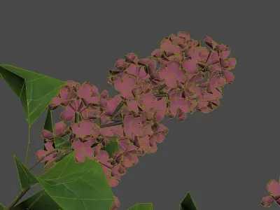 Lilac Syringa vulgaris Nr3 - Tree 3D model