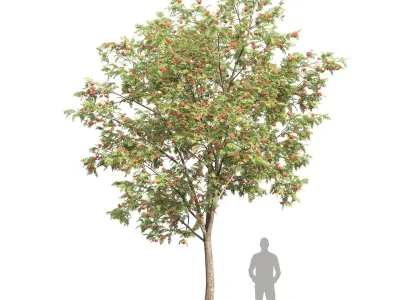 Sorbus 01 3D model
