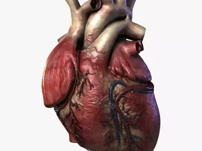 Human Heart Low-poly 3D model