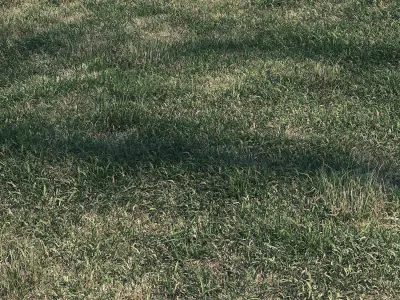 Meadow grass 3D model