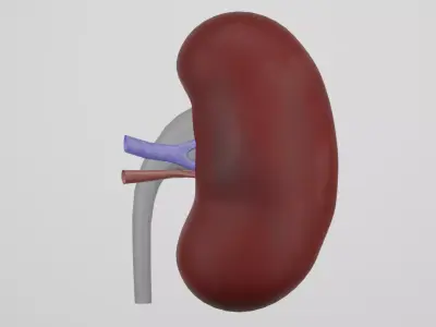 kidney 3D model