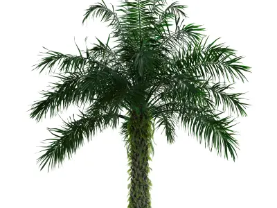 Oil Palm Tree 3D Model Pack - 4 Variations - PBR 3D model