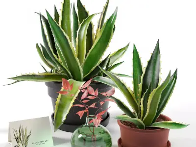 Agave set 01 3D model