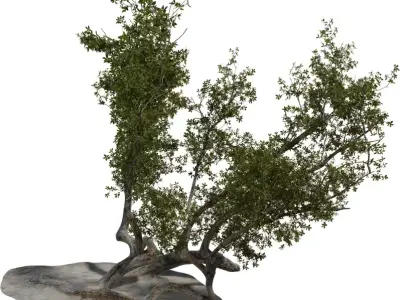 Twisted Coastal Tree Low-poly 3D model