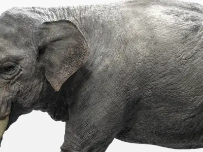  Asian Elephant(Rigged) 