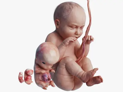  Human Embryo Fetus Animated 