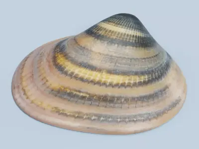 Clam V6 - Realistic Hard Shell 3D model