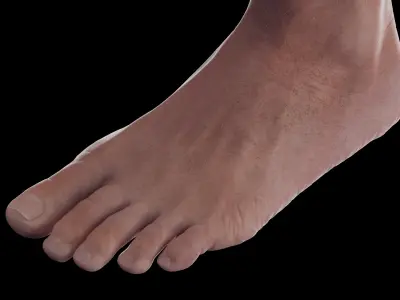  Human Male Body Skeleton and Ligaments Static 