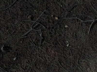 Pineforestfloor 3D model