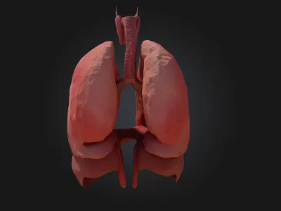 Respiratory System Illustration  Breathe Life into Learning 3D model