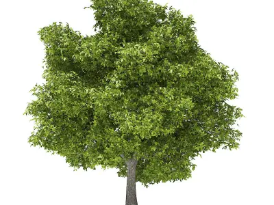 Avocado Tree with Fruits 3D model