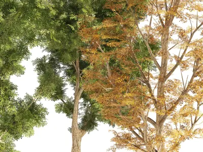 4 Summer and Fall Street london plane trees Low-poly 3D model